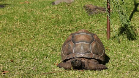 tortuga moviéndose lentamente por el césped