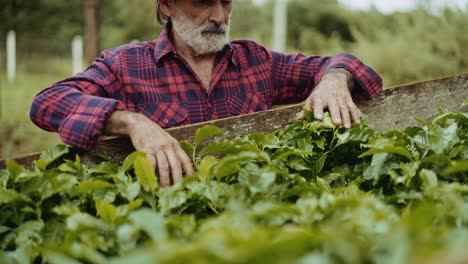 senior farmer tending to coffee plants