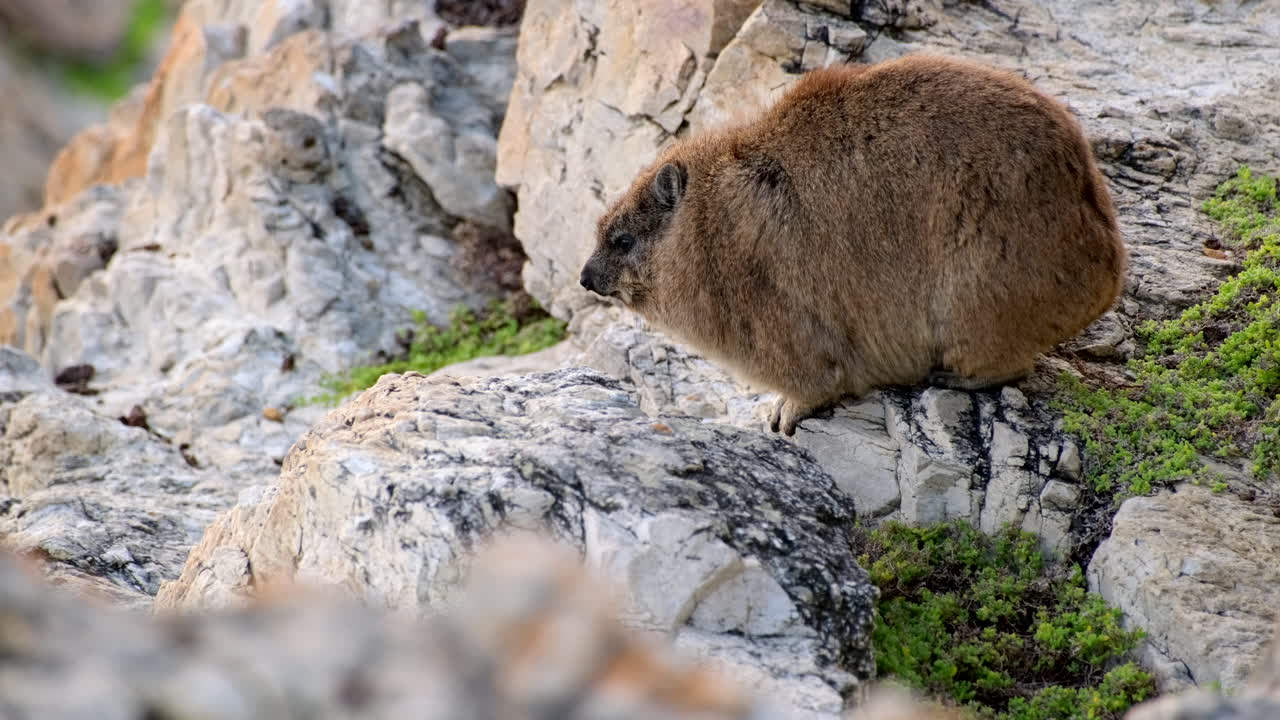 Fluffy rock badger (dassie) on rocky Hermanus coastline waiting for morning sun