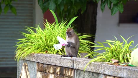 Wild-crab-eating-macaque,-long-tailed-macaque-spotted-in-urban-park,-chewing-on-the-plastic-bag,-tasting-the-food-residues,-concept-of-environmental-issue,-rubbish-pollution