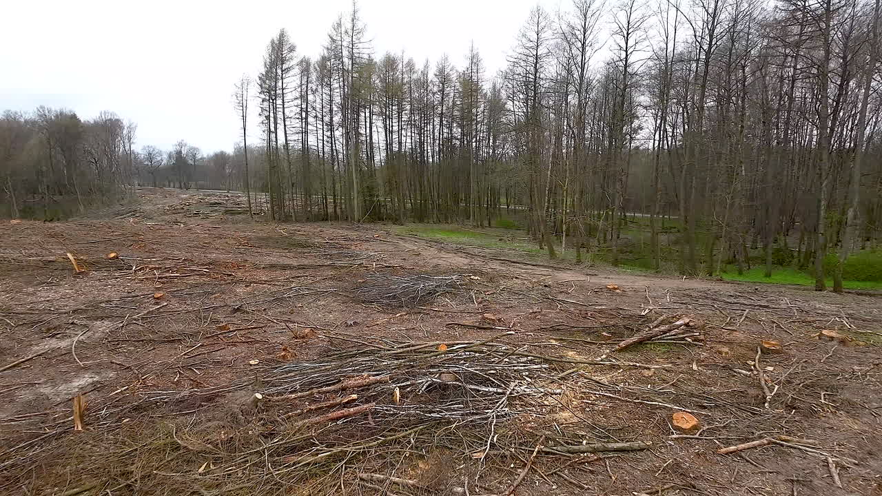 Slow aerial flight over destroyed forest landscape with environmental damage after wood clearing