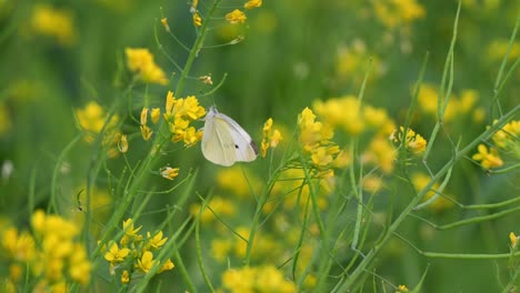 Wunderschöne-Goldgelbe-Rapsblüten-Wiegen-Sich-In-Der-Sommerbrise,-In-Der-Szene-Flatternde-Schmetterlinge,-Nahaufnahme