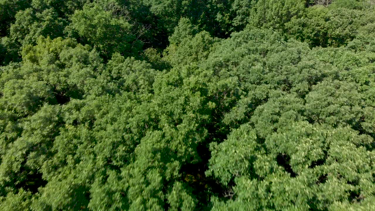drone aéreo sobre un exuberante dosel de árbol verde en el bosque 4k ojo de pájaro