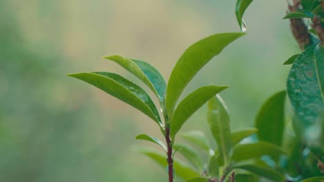 a serene close-up shot of young green tea leaves with fresh morning dew, perfect for themes related to organic farming, sustainability, herbal products, nature, wellness, or asian agriculture.