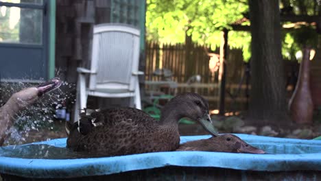 Video-De-Pájaros-Bañándose-Mientras-Hacen-El-Amor,-Tres-Patos-Negros-Lavándose-En-Un-Balde-De-Agua-Y-Limpiando-Plumas,-Patos-A-Cámara-Lenta-Jugando-En-El-Patio-Trasero