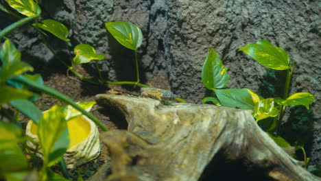 toma manual de un gecko leopardo caminando lentamente por un tronco de árbol