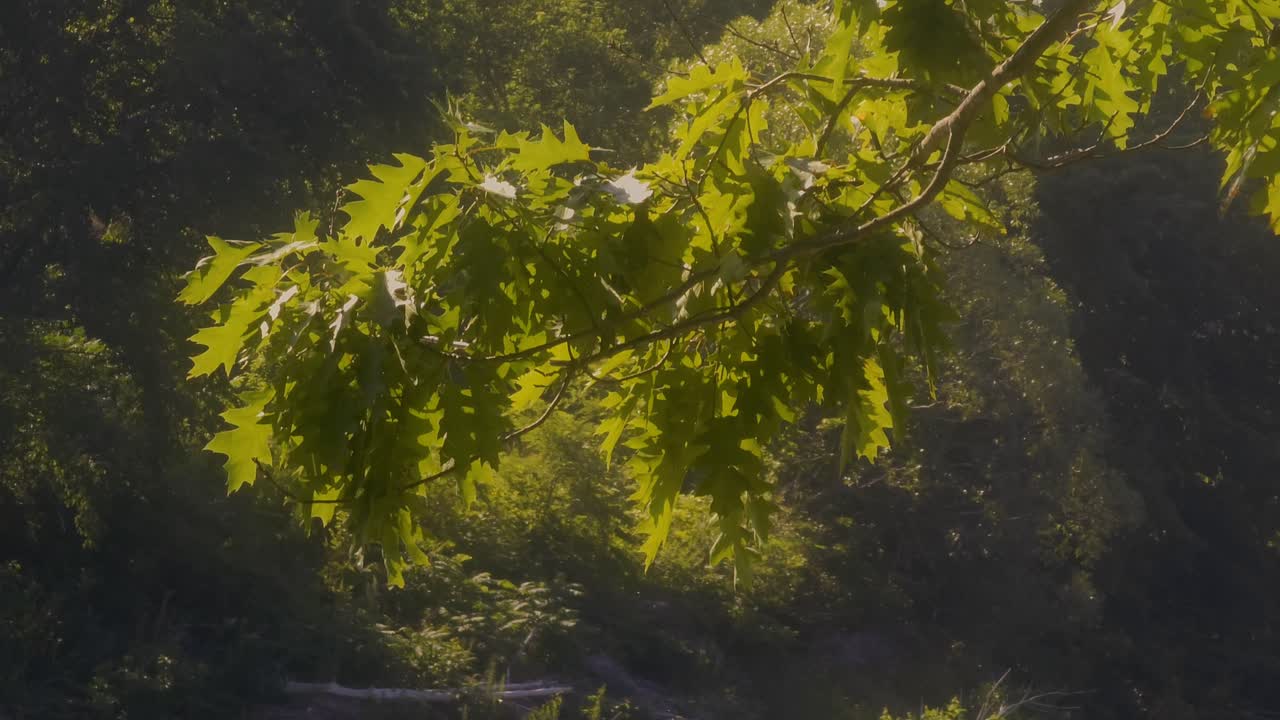rama de árbol con hojas colgando sobre el río en el paseo marítimo de la ciudad vieja