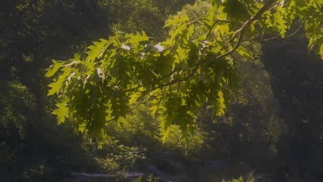 Rama-De-árbol-Con-Hojas-Colgando-Sobre-El-Río-En-El-Casco-Antiguo-De-La-Ciudad