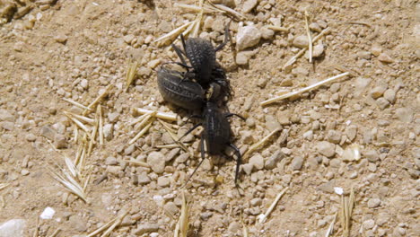 two beetles eating a dead beetle in the wild