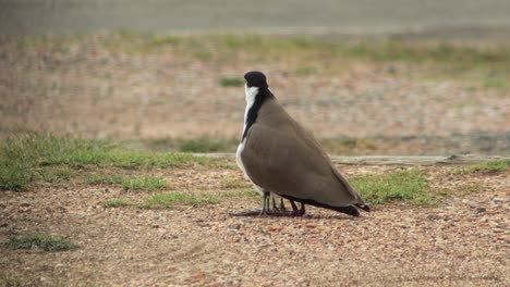 masked lapwing plover standing up revealing two baby chicks