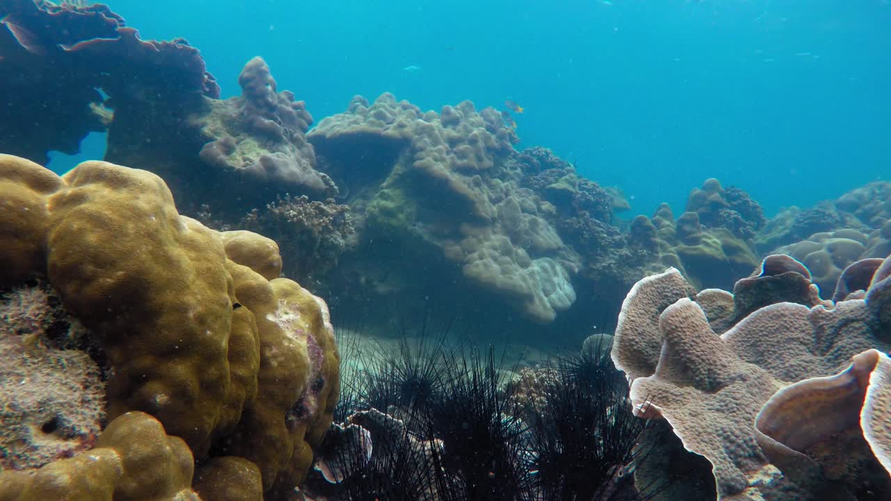 toma estática submarina de erizos de mar, corales y peces nadando en el mar de andaman