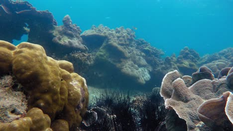 Underwater-static-shot-of-Sea-urchins,-corals-and-fish-swimming-in-andaman-sea