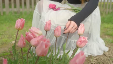 woman delicately selecting and cutting stems of beautiful pink tulips