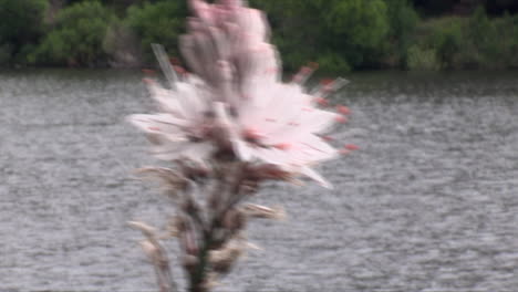 Close-up-of-branch-with-asphodel-flowers-that-moves-in-the-wind-with-sparkling-pond-water-background,-very-beautiful