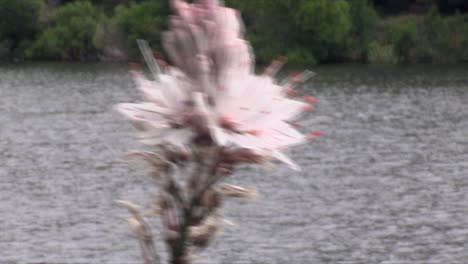 Primer-Plano-De-Rama-Con-Flores-De-Asfódelo-Que-Se-Mueve-En-El-Viento-Con-Fondo-De-Agua-De-Estanque-Brillante,-Muy-Hermoso