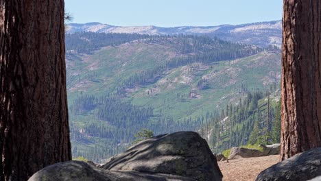 a cluster of pine trees framed naturally between two larger trees in yosemite national park
