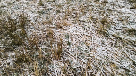 tallos secos de hierba de caña durante el invierno