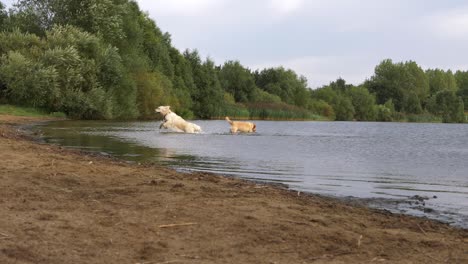 Labrador-Hunde-Spielen-In-Einem-Seeweiten-Schuss