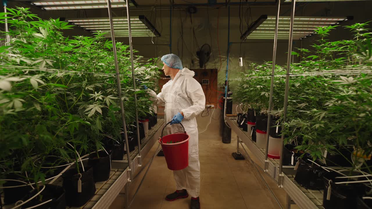 Cannabis Grow Operation