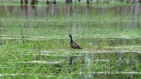 In-Der-Mitte-Zu-Sehen,-Wenn-Die-Kamera-Herauszoomt,-Bronzeflügel-Blatthühnchen-Metopidius-Indicus,-Thailand