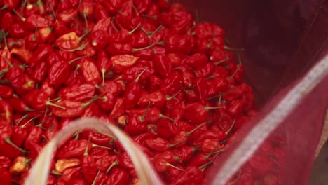 red vibrant ghost pepper, also known as bhut jolokia piled in a bag