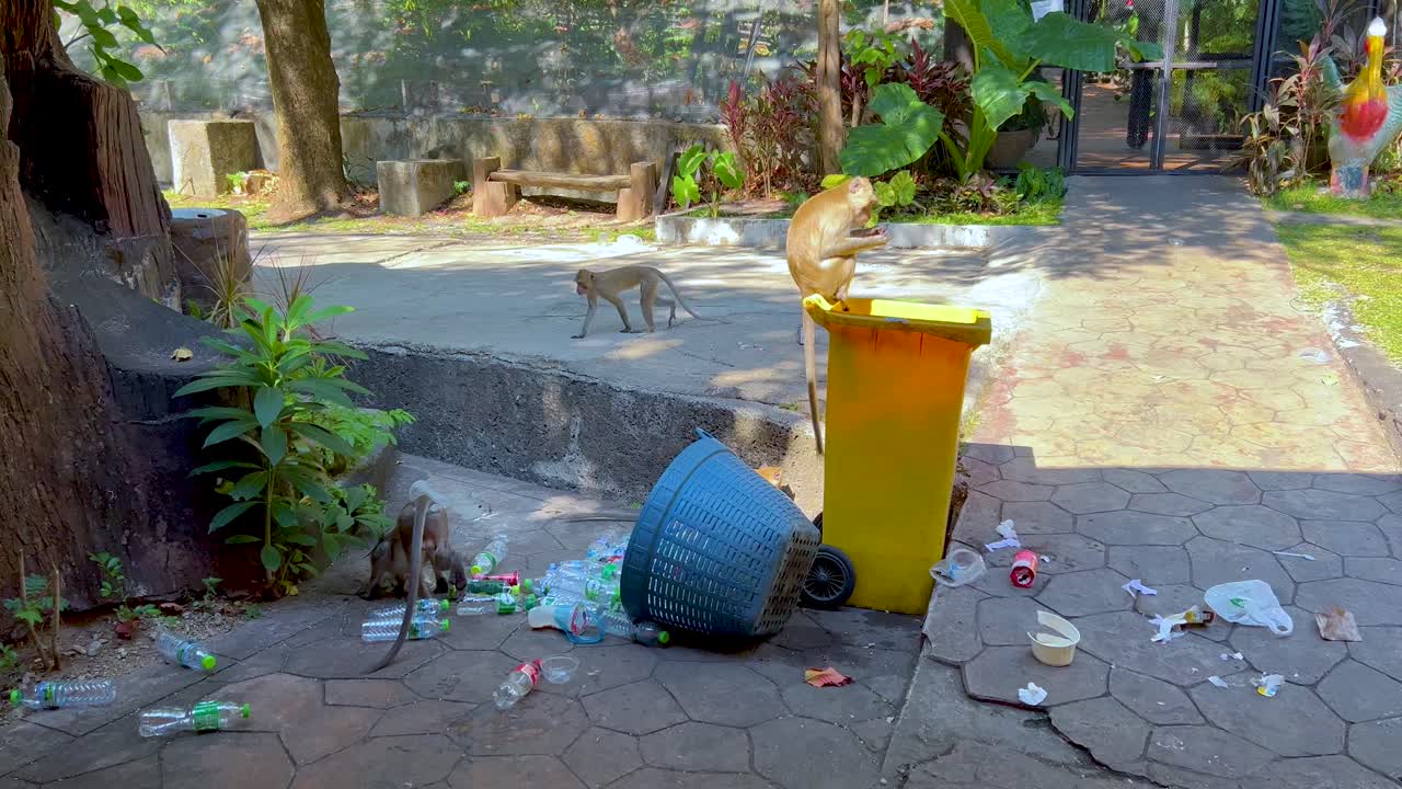 원이들이 먹이를 찾기 위해 쓰레기통을 탐색합니다.