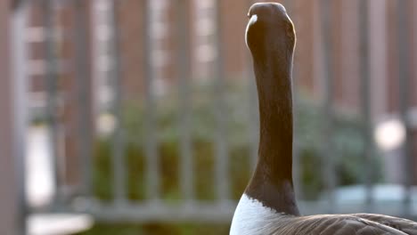 Canada-Goose-in-city-park,-closeup-view-of-beautiful-bird