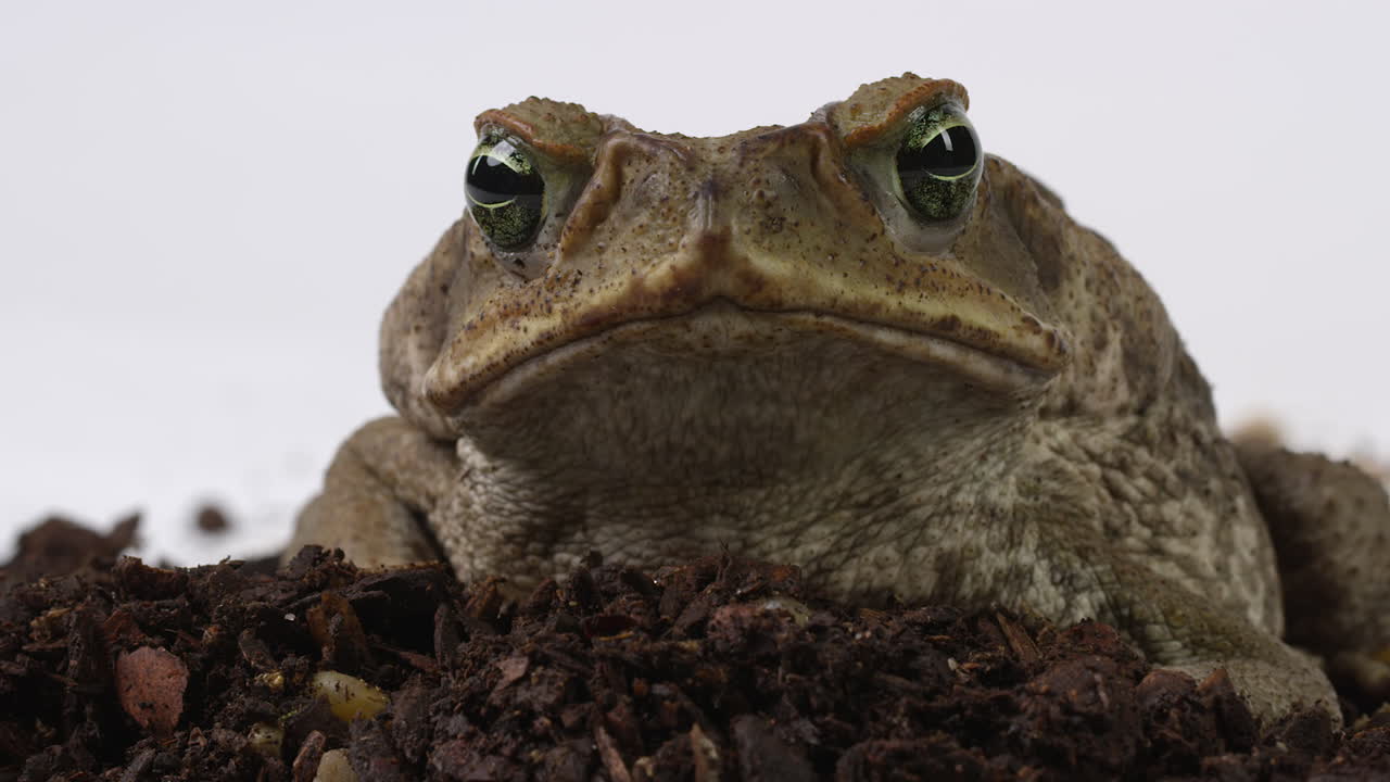 개구리 바다 개구리는  ⁇  땅에 앉아서 카메라를 향해 쳐다보고 있습니다.