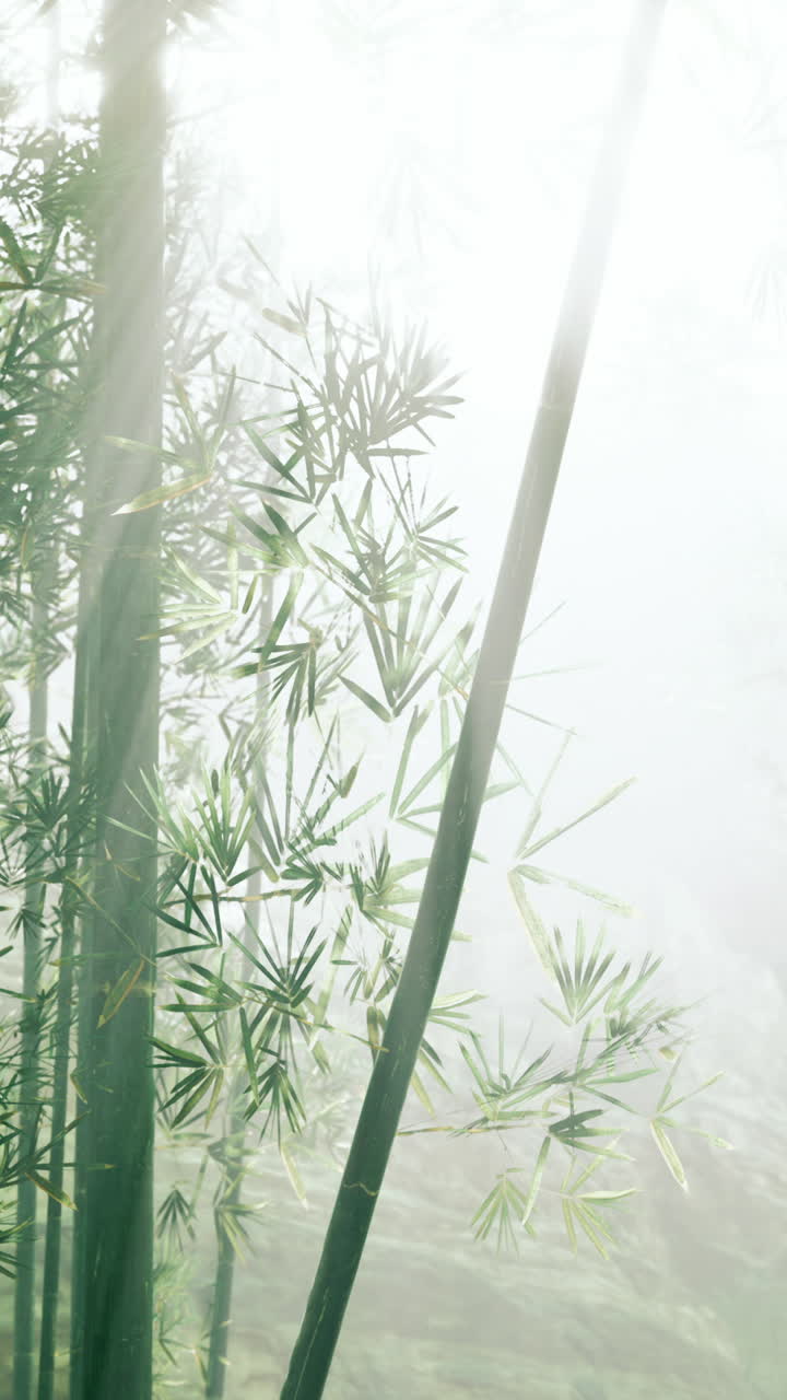 tranquilo bosque de bambú en la niebla