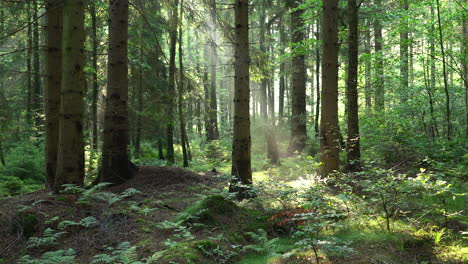 Die-Sonne-Scheint-Durch-Den-Wald