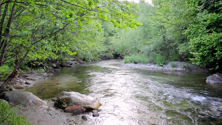 Rivière sauvage dans la forêt