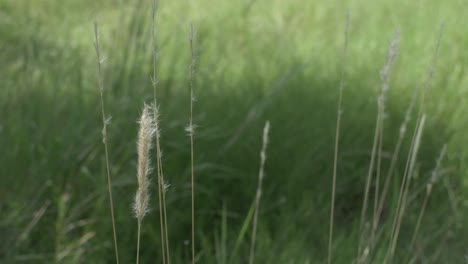 tall grasses swaying in the wind on a sunny day in the texas hill country