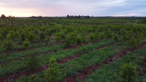 Golden-Hour-Glory:-Aerial-View-of-Yerba-Mate-Plantation-in-Argentina