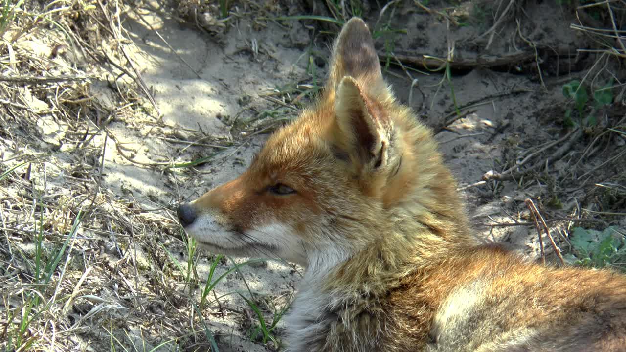 在沙丘上躺着的红狐的近景