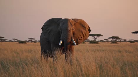 A majestic elephant in a savannah at sunset, captured from a low-angle