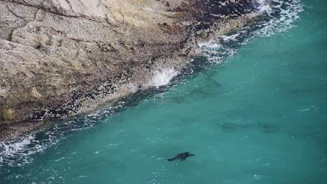 a-young-New-Zealand-fur-seal-is-swimming-in-the-waves-of-turquoise-blue-water-at-a-rocky-coast