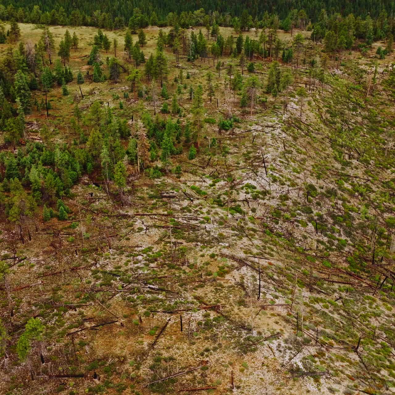 Green pine tree forest covering the rocky landscape. Drone descending over the bare land with old woods scattered around