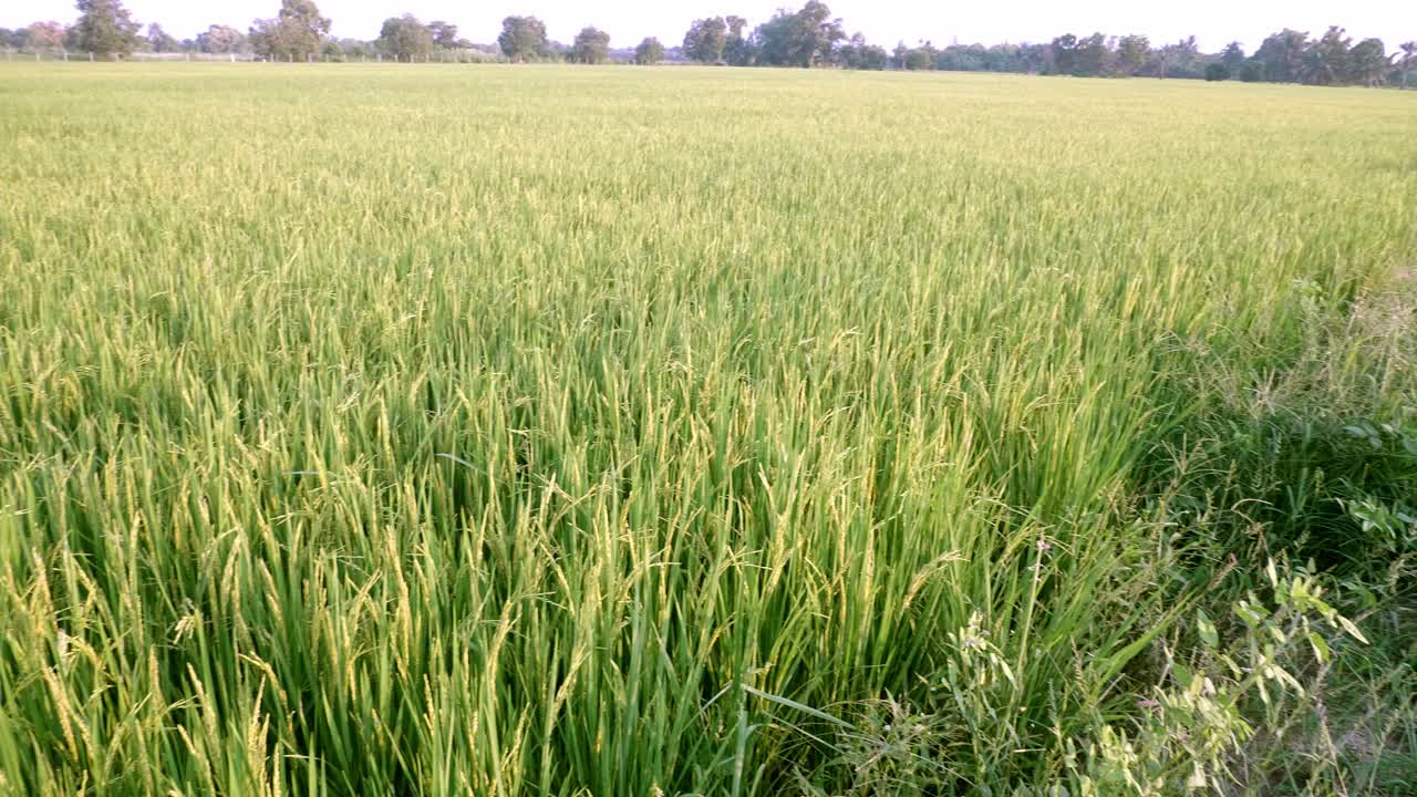 팬 또는 회전 모션 장면이 있는 논밭 푸른 잔디와 일몰 풍경 배경