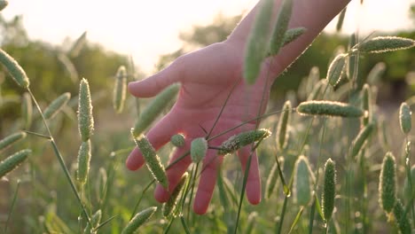 POV-Scene-woman's-hand-touching-and-passing-through-grassy-plains-and-plants-moved-by-the-wind