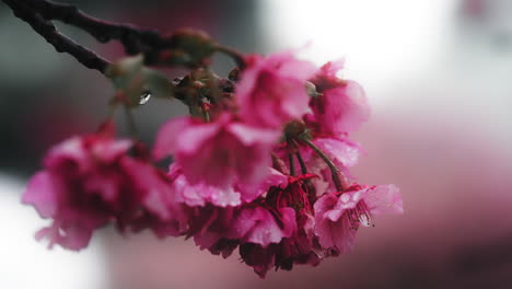 pink cherry blossoms in the rain