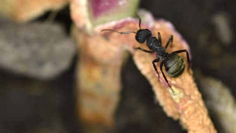 primer plano de una hormiga negra en una planta suculenta