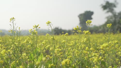 Senfblumen-Blühen-Auf-Dem-Weiten-Feld