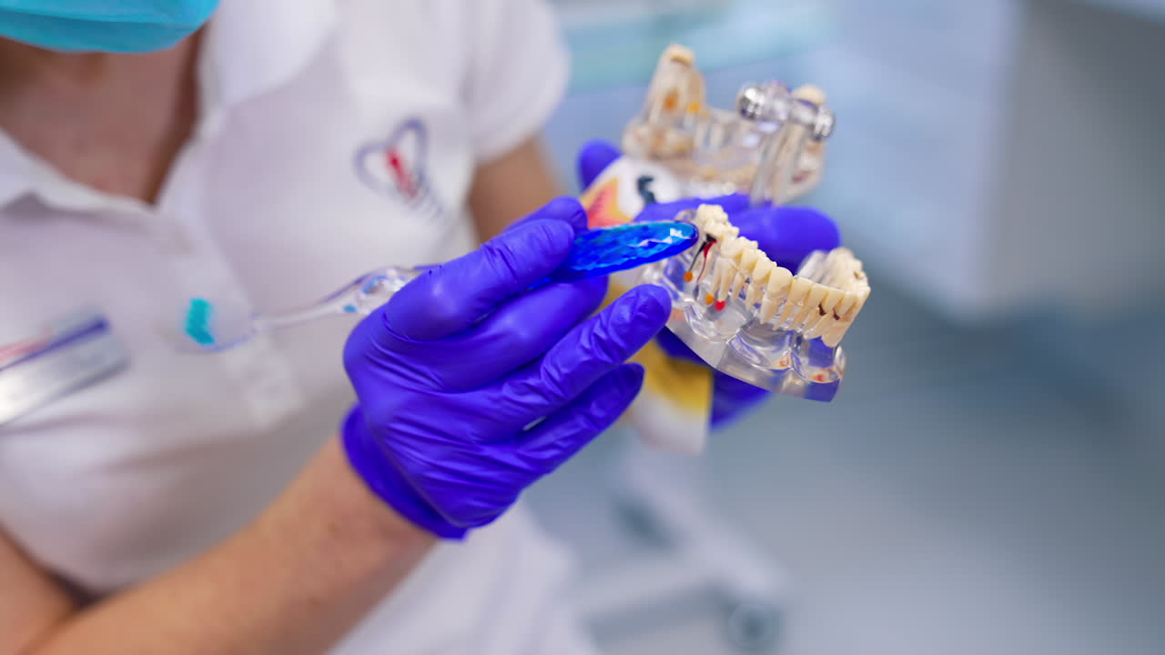 Dentist consulting in dental clinic. Doctor showing jaw model in dental clinic