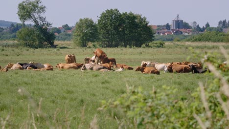 Rebaño-De-Ganado,-Terneros-Y-Un-Toro-En-Un-Prado-En-Un-Caluroso-Día-De-Verano,-Filmado-En-4k-Con-100fps