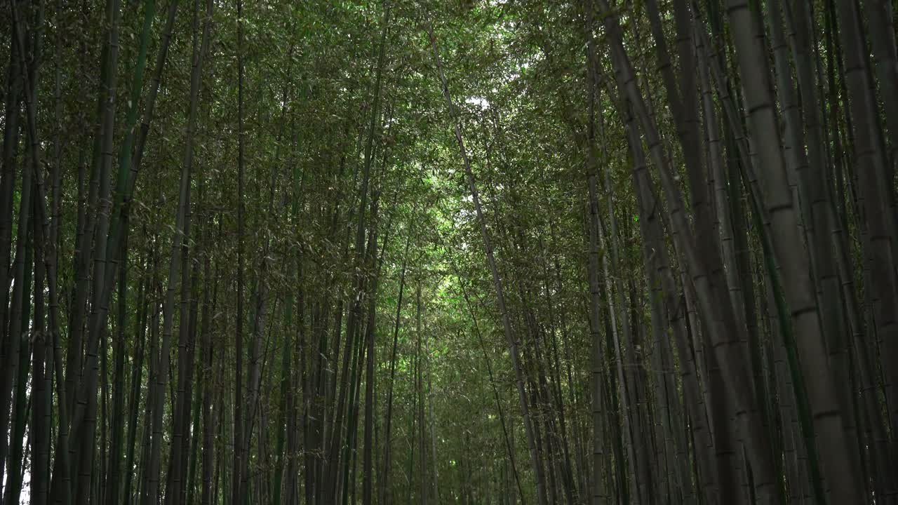 Paesaggio surreale della foresta di bambù di Arashiyama a Kyoto.