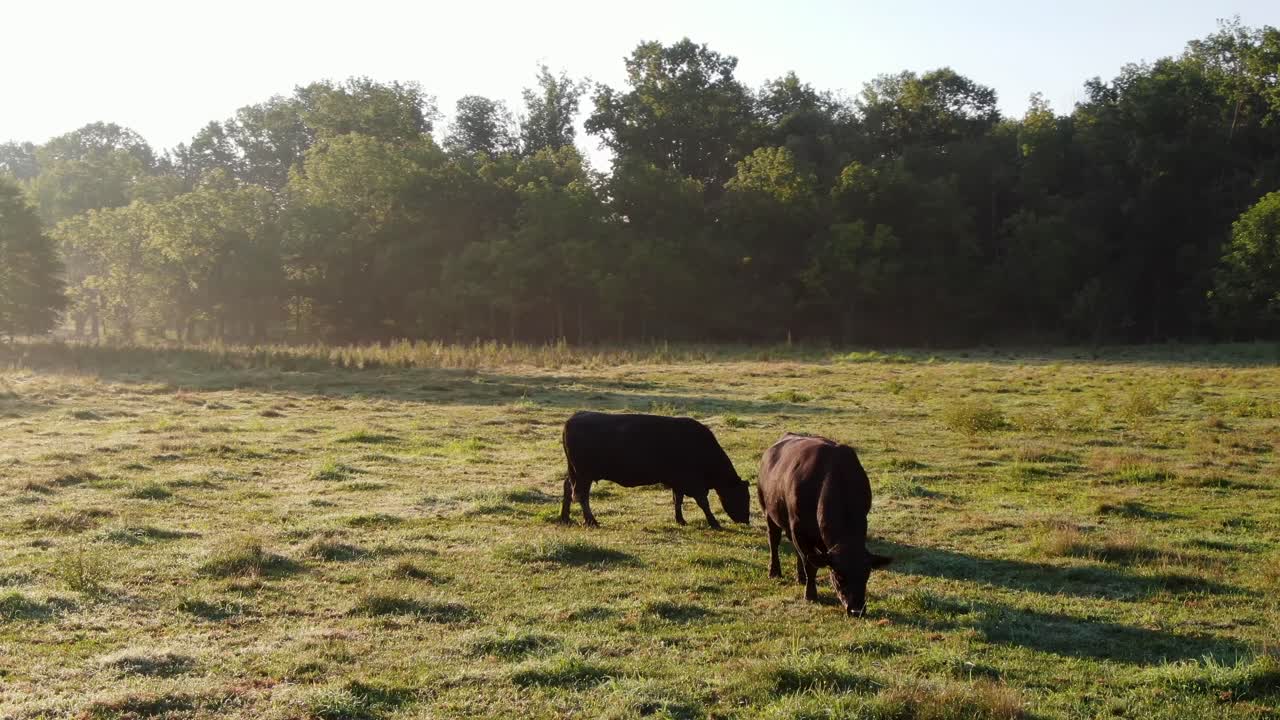 Due tori e mucche Angus neri che pascolano sull'erba in un prato, rugiada, nebbia, luce mattutina estiva velata, tema agricoltura rurale, animali, bovini e bestiame