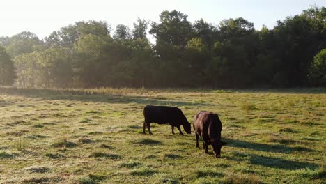 dos toros angus negros, vacas pastando en la hierba en el prado, rocío, niebla, luz brumosa de la mañana de verano, agricultura rural, tema de animales, ganado y ganado