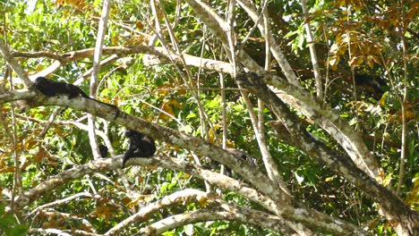 Mother-Mantled-Howler-Monkey-with-baby-monkey-on-the-back-climbing-on-branches-in-huge-trees-in-Panama