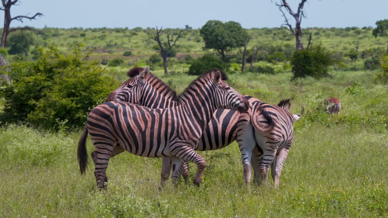 Zebre di pianura in piedi vicine nella prateria verde della savana