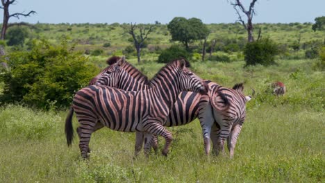 Plains-zebras-standing-close-together-in-green-savanna-grassland